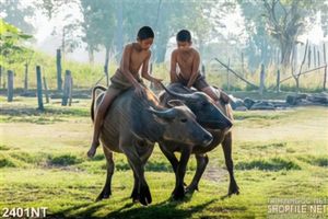 Tranh chăn trâu ngoài đồng in uv