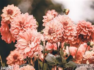 Tranh nhưng bông hoa thược dược 3d