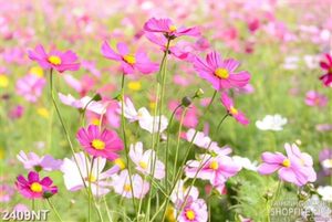 Tranh những cánh hoa mỏng manh