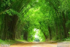 Tranh con đường tre xanh treo tường