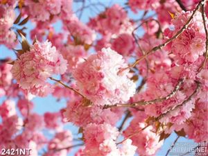 Tranh những bông hoa anh đào trước gió