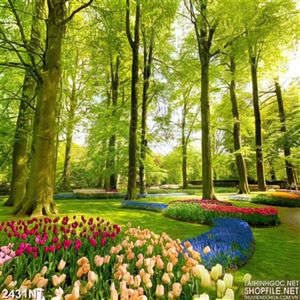 Tranh rừng cây xanh treo tường