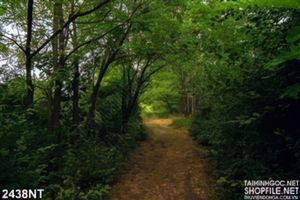 Tranh con đường mòn trong rừng