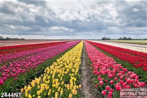 Tranh cánh đồng bạt ngàn hoa tulip
