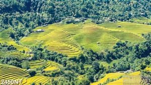 Tranh cánh đồng lúa giữa thung lũng
