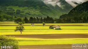 Tranh những ngôi nhà nhỏ trên cánh đồng lúa