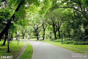 Tranh con đường rừng xanh treo tường