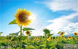 Tranh ánh nắng và hoa hướng dương