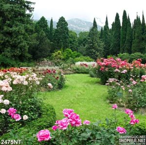 Tranh vườn hoa bên rừng thông