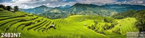 Tranh cánh đồng lúa xanh treo tường