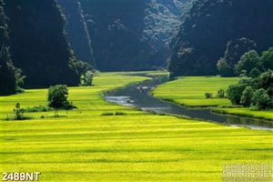 Tranh dòng sông giữa cánh đồng lúa chín