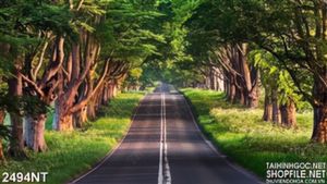 Tranh con đường giữa hai hàng cây xanh