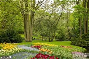 Tranh rừng cây và hoa trang trí căn nhà