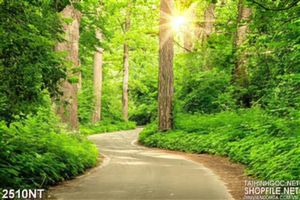 Tranh ánh nắng lấp lánh trong khu rừng