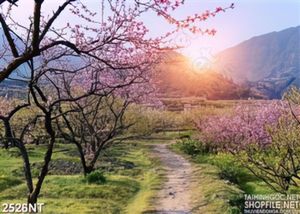 Tranh bình minh trên rừng đào