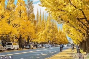 Tranh những hàng cây vàng hai bên đường