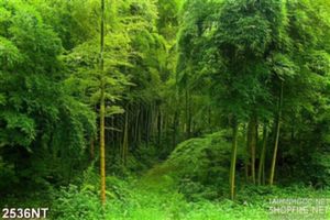 Tranh rừng cây và cỏ xanh in uv