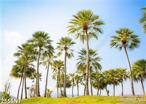 Tranh rừng dừa trên thảm cỏ non