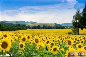 Tranh cánh đồng hướng dương trên đồi
