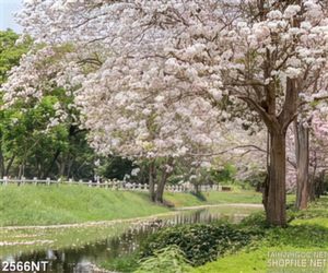 Tranh mùa hoa anh đào nở treo tường