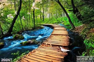 Tranh cây cầu trên suối trong rừng