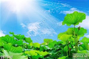 Tranh đầm sen vươn cao in uv