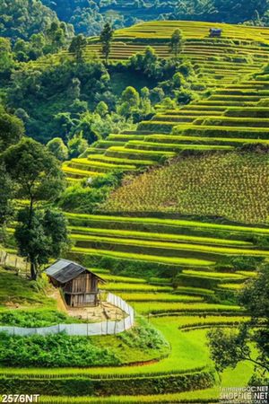 Tranh ruộng bậc thang bao quanh đồi