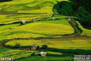 Tranh con đường làng quanh co trên đồng lúa