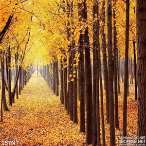 Tranh con đường lá mùa thu