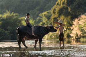 Tranh những đứa trẻ chăn trâu