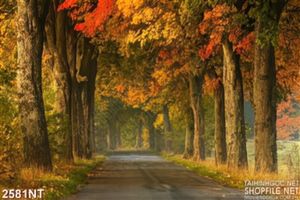 Tranh con đường vắng bên hàng cây đỏ