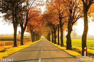Tranh con đường và hàng cây trên đồng cỏ