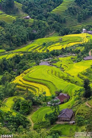 Tranh ruộng bậc thang trên những quả đồi
