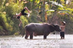 Tranh những đứa trẻ tắm cho trâu