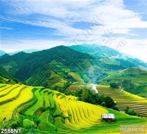 Tranh khung cảnh đồi ruộng chín vàng