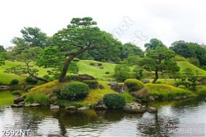 Tranh những cây bách tùng bên sông