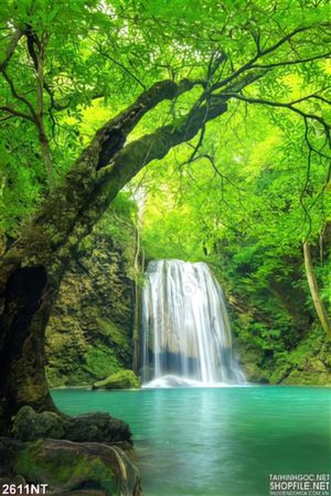 Tranh những tán cây xanh trong rừng