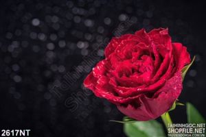 Tranh bông hồng đọng hạt sương