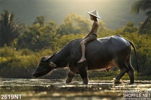 Tranh chú bé chăn trâu treo tường