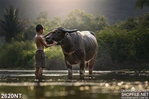 Tranh chú bé tắm trâu dưới suối