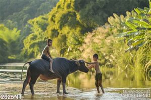 Tranh trẻ chăn trâu nô đùa dưới suối