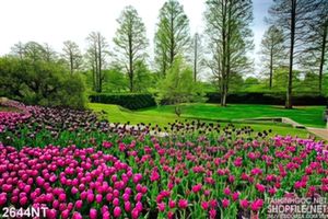 Tranh  đồng hoa tulip bên thảm cỏ xanh