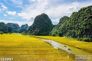 Tranh đồng lúa vàng bên chân núi