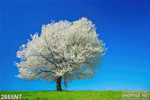 Tranh cây anh đào trắng cô đơn trên đồng cỏ