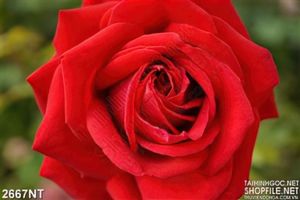 Tranh bông hồng nhung treo tường