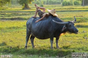 Tranh chú bé ngủ trên lưng trâu