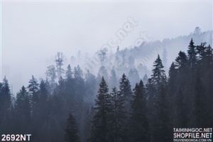 Tranh rừng cây phủ sương mờ in uv