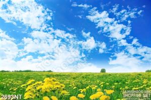 Tranh bầu trời xanh trên cánh đồng hoa vàng