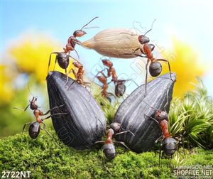 Tranh đàn kiến tha mồi về tổ