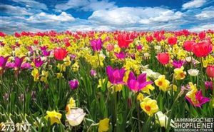 Tranh cánh đồng hoa tulip muôn màu